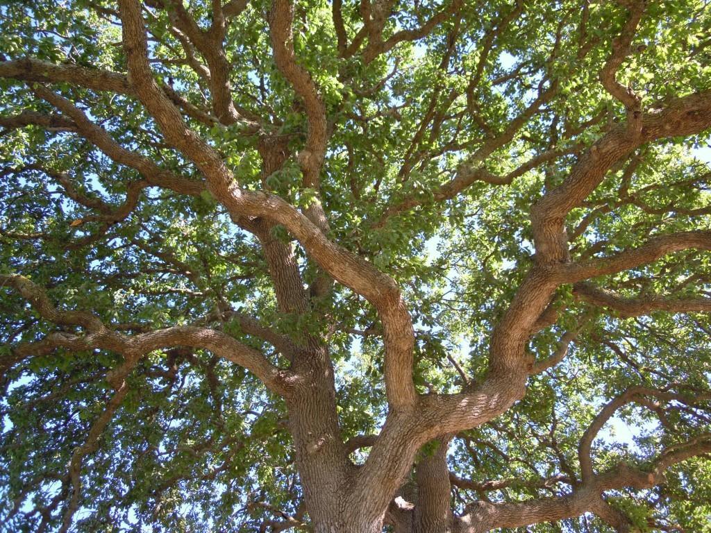 Agriturismo Le Fornelle Tricase Δωμάτιο φωτογραφία